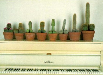 cactai-penis.jpg