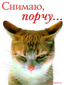 project_cat.jpg