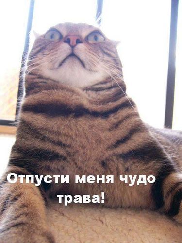 otpusti.jpg