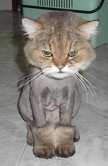 lionkitty2.jpg