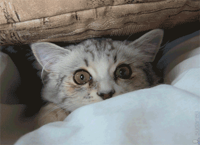 1172073899_my_cat2.gif
