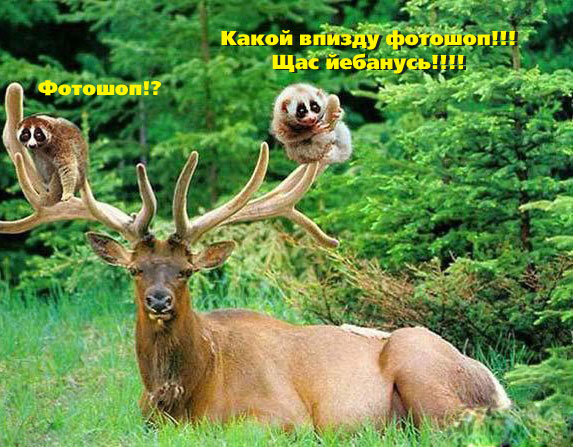 file65958.jpg