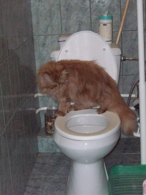 мустанг 049.JPG