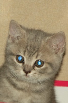 котя4.JPG