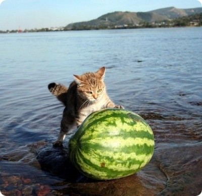 watermeloncat.jpg (67.35 КБ) 2740 просмотров watermeloncat.jpg