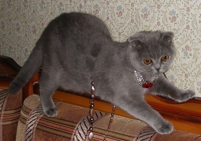 cat.jpg