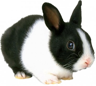 1rabbitdutchC.jpg (124.98 КБ) 1924 просмотра 1rabbitdutchC.jpg