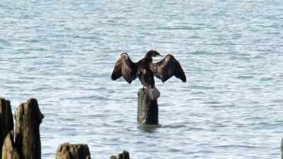 IMO001226.jpg (189.94 КБ) 3467 просмотров IMO001226.jpg